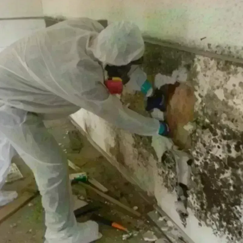 Mold Remediation and Removal in Rancho Santa Margarita, CA